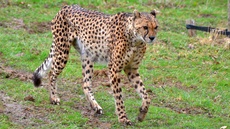 Gepard (6).jpg